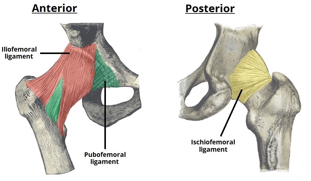 extracapsular-ligaments-of-the-hip-joint.-1
