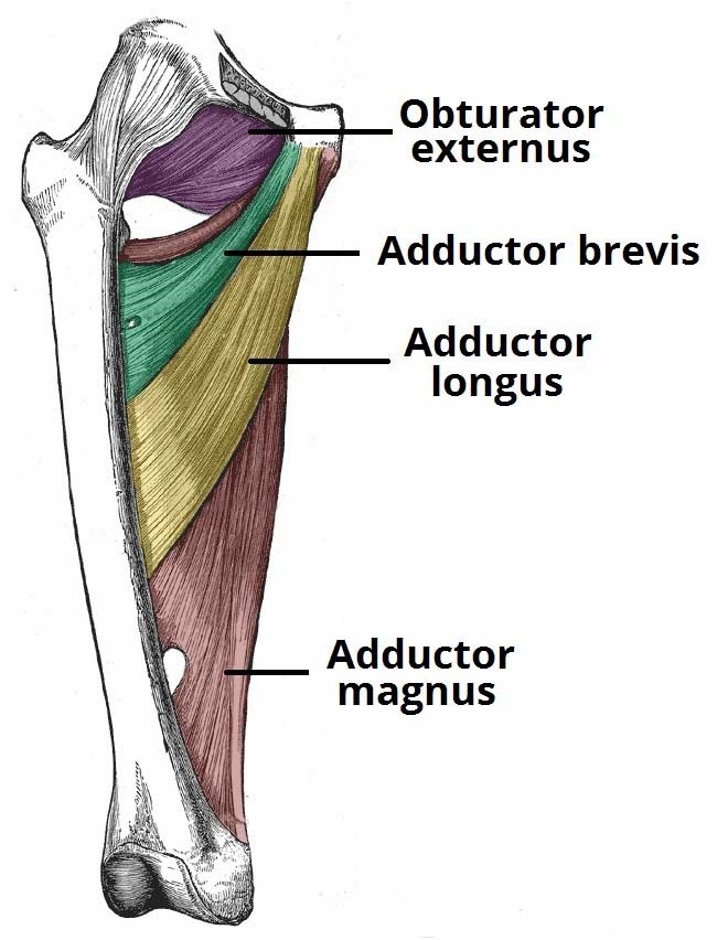 muscles-of-the-medial-thigh-hip-adductors